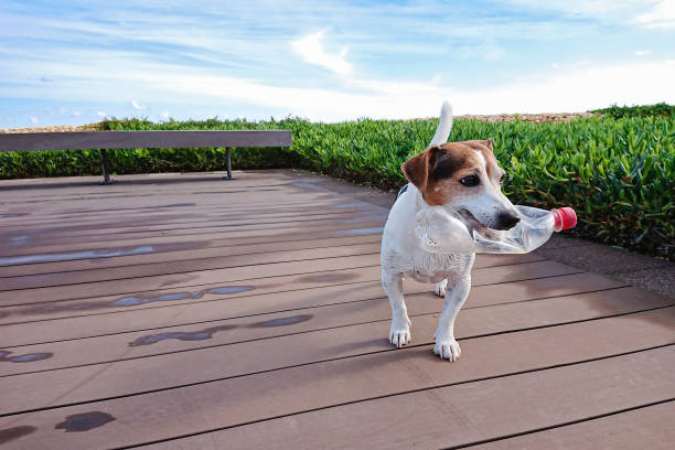 istock Cute dog holds plastic bottle in mouth 1182067563