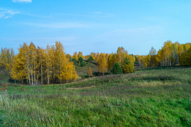 istock Natural background with birch by grove by autumn 1182068500