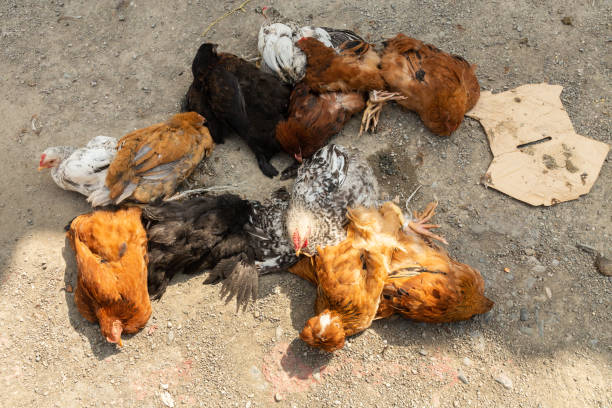 istock chickens for sale 1182068536