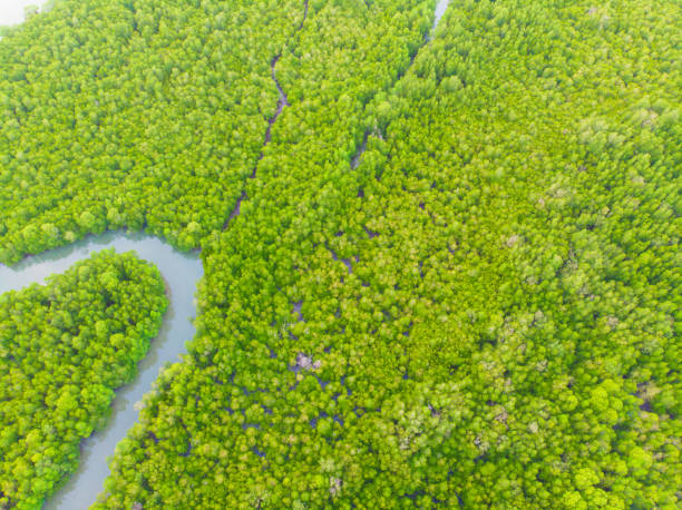 воздушный vire зеленый тропический мангровый лес природы - landscape aerial view lumber industry agriculture стоковые фото и изображения