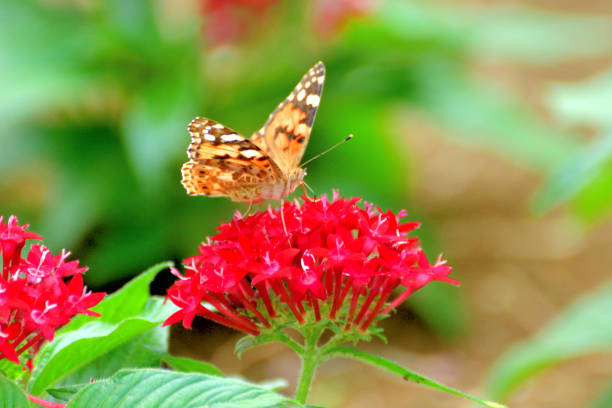 The photo shows butterfly sucking nectar of pentas lanceolata flowers. The butterfly in the photo is argyreus hyperbius / Indian fritillary.Pentas lanceolata, also called Egyptian star clusters or star flower, is native from Yemen to East Africa. It blooms all summer long to autumn frost, with clusters of starry flowers. The color of flower ranges from red, pink, lilac and white. It is one of the best butterfly-attracting flowers.