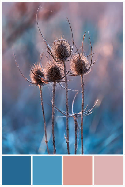 Collage for collection combination winter light and dark blue color palette Blue and pink color palette matching on teasel plant in field. Collage for collection combination winter light and dark blue color palette design color swatch painting plan stock pictures, royalty-free photos & images