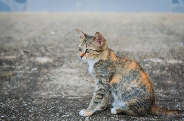 istock portrait cute cat close up the eye looking some thing. 1182072115
