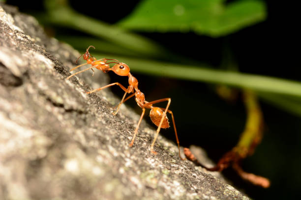 istock red weaver ants eating 1182072214