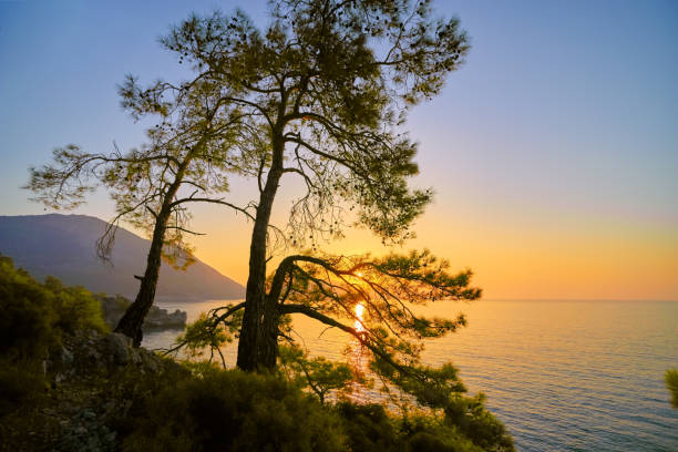 istock Silhouettes of pine-trees and yellow sunset 1182072928