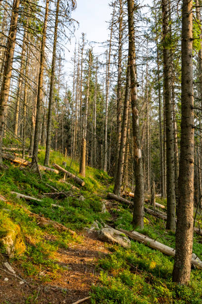 sentiero attraverso la vecchia foresta, parte degli alberi caduti tagliati da boscaioli per cancellare il passaggio. - clear sky branch tree trunk uncultivated foto e immagini stock