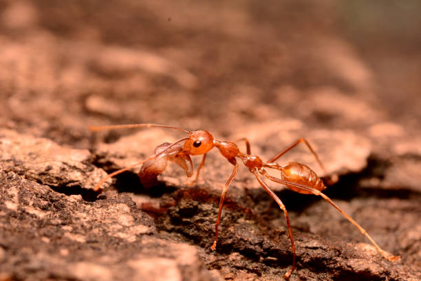 istock red weaver ants eating 1182074315