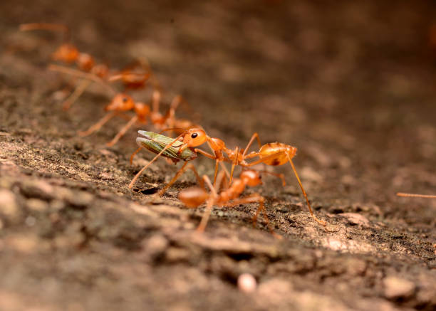istock red weaver ants eating 1182074379