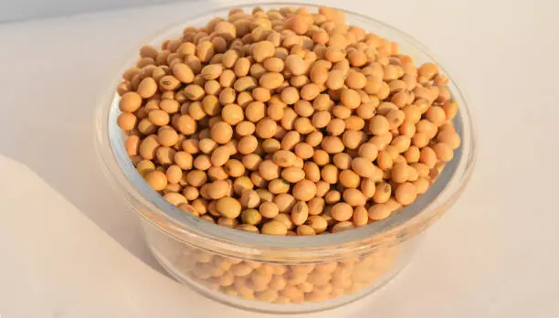 Soya seed for soya oil and pulses