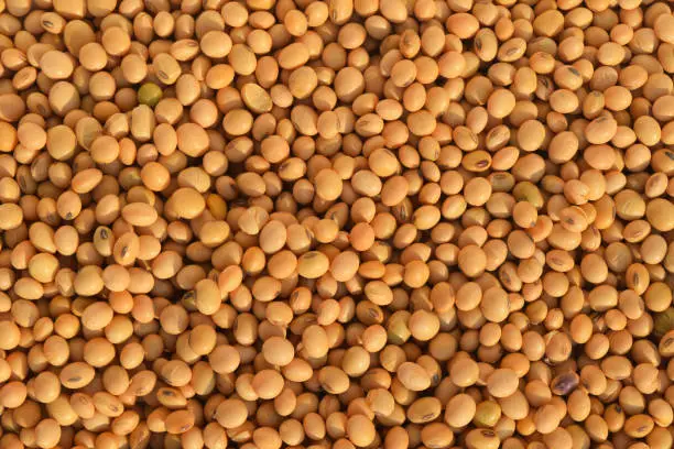 Raw soyabean is Indian traditional dishes element, used as Dal and oil