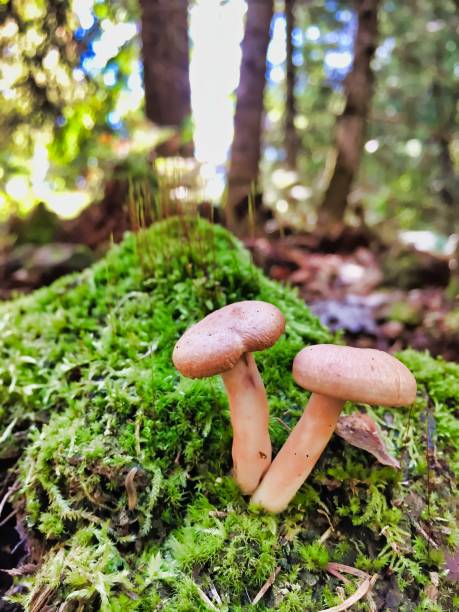 istock Small Mushrooms on the Ground 1182075668