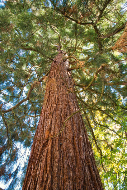 istock stem of a large pine 1182076108