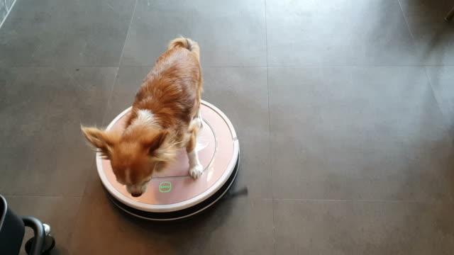 Dog playing on robot vacuum cleaner