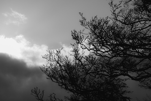A leafless autumn tree against the sky