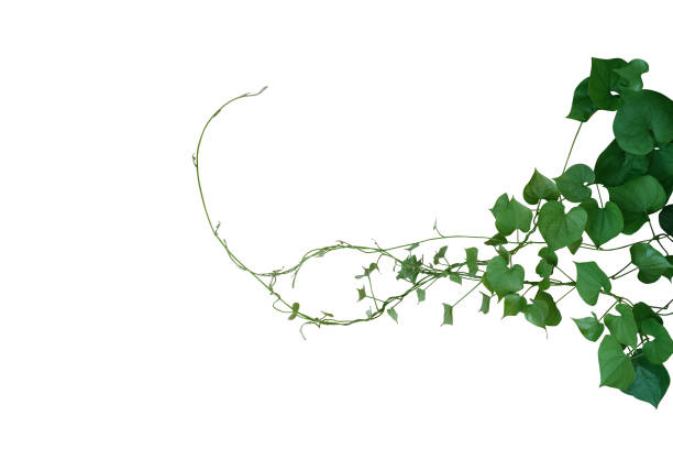 ハート型の緑色の葉は、野生のヤムまたはエアポテト(dioscorea sp.)のねじれたブドウのブドウ(ディオスコアアsp.)白い背景に隔離された結節登山ジャングル植物ブッシュ、クリッピングパスが� - photography vegetable vine food ストックフォトと画像