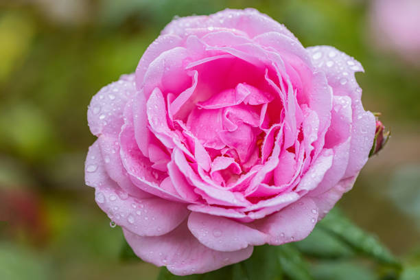 istock A beautiful roses after rain 1182080539