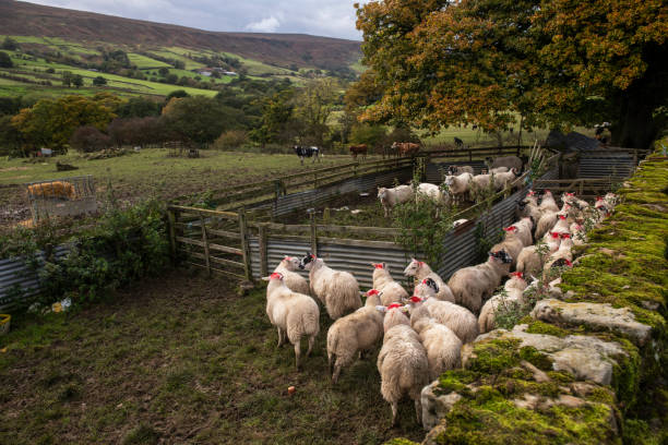 istock sheep in a pen and cows in a field 1182081066