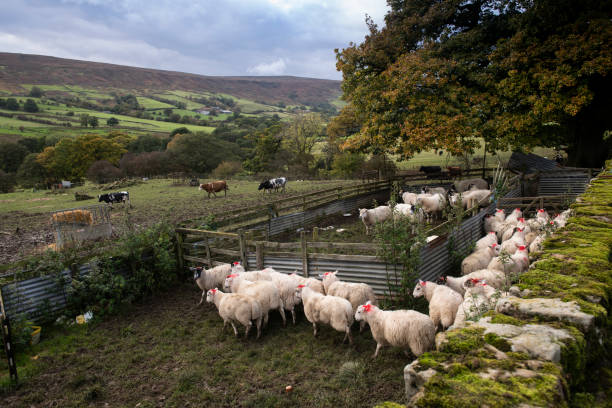 istock sheep in a pen and cows in a field 1182081072