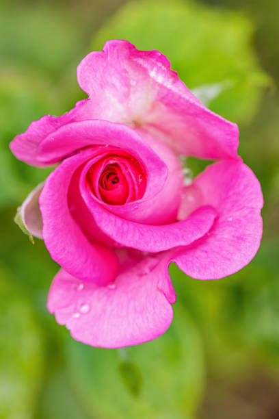 istock A beautiful roses after rain 1182081347