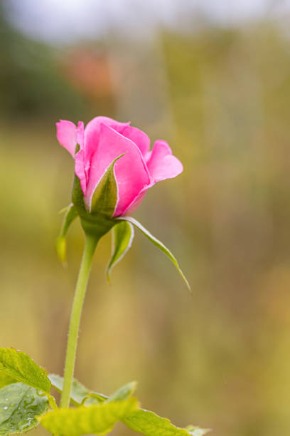 istock A beautiful roses after rain 1182081373