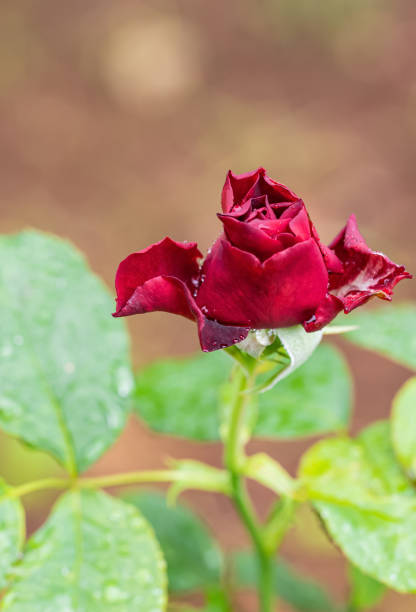 istock A beautiful roses after rain 1182081505