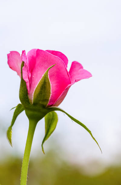 istock A beautiful roses after rain 1182081529