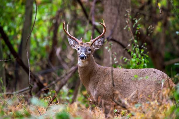 otto punti buck in solco - elk deer hunting animals hunting foto e immagini stock