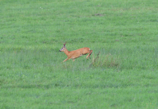 Roe running  on the green meadow in rut season