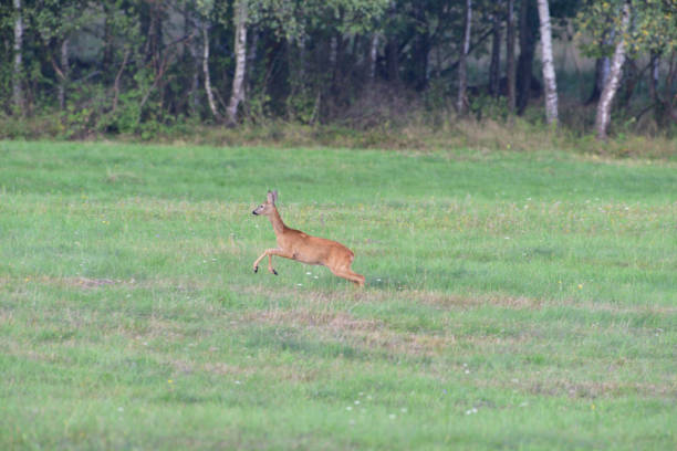 istock Roe deer running on the meadow in mating season 1182083044