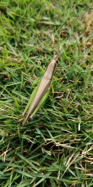 istock Brown green coloured grasshopper 1182086292