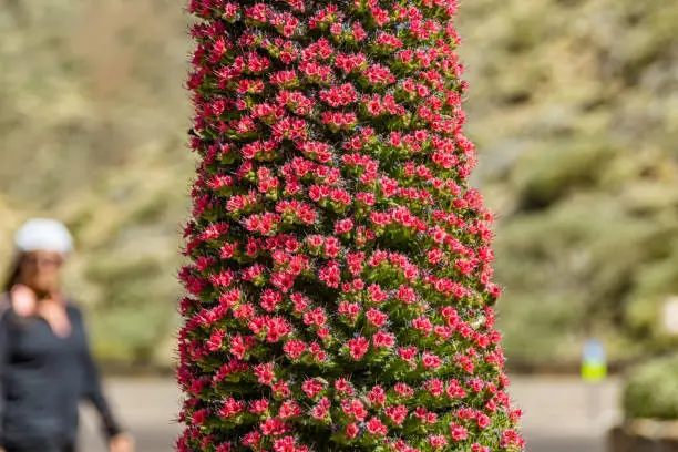 Photo of Close up of beautiful flower Tajinaste - Echium wildpreti. The endemic flower is a symbol of the Teide National Park. Like a good honey plant, it is always surrounded by a swarm of bees. Tenerife