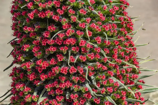 Photo of Close up of beautiful flower Tajinaste - Echium wildpreti. The endemic flower is a symbol of the Teide National Park. Like a good honey plant, it is always surrounded by a swarm of bees. Tenerife