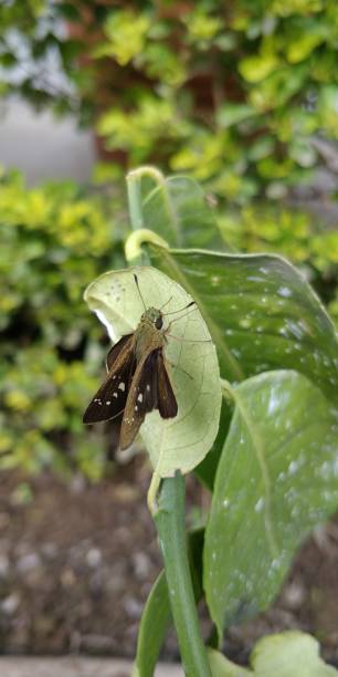 istock Brown coloured Skipper hesperiidae lepidopteran moth 1182087311