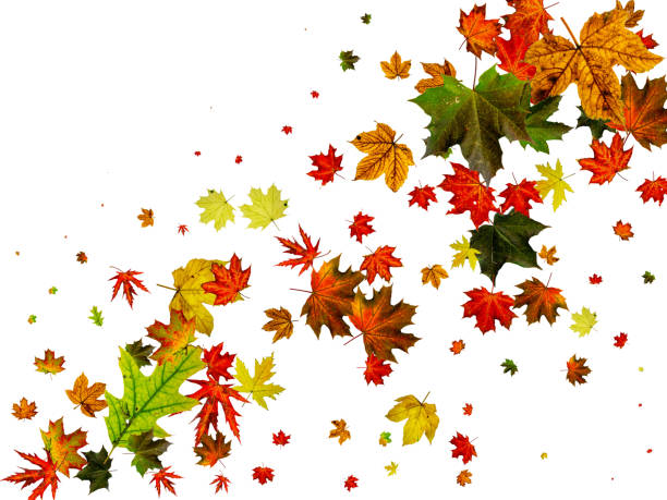 istock Autumn leaves wind. November falling pattern background. Season concept 1182088000