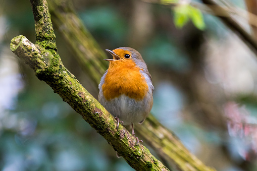 A close up of a singing Robin Redbreast in some woodland in the southwest of England (UK).
