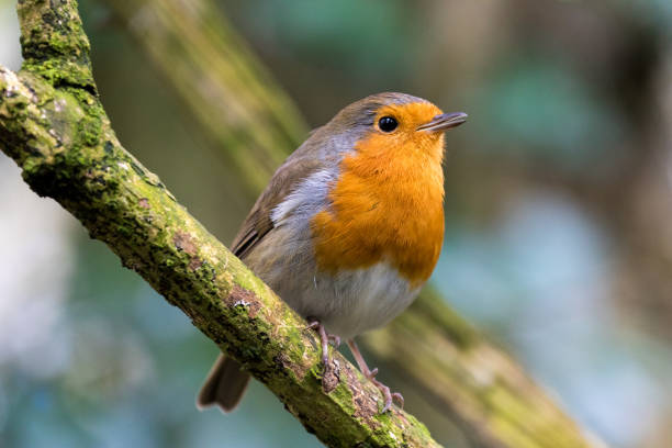 eine nahaufnahme einer robin redbreast in einigen wäldern im südwesten englands (großbritannien). - rotkehlchen stock-fotos und bilder