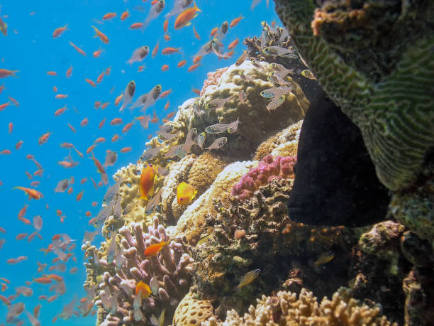 istock Pygmy Sweepers aka Glassfish (parapriacanthus ransonneti) 1182089403