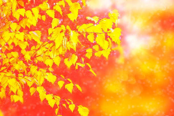 autumn landscape with bright colorful leaves. Indian summer.