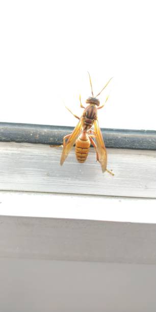 istock Hornet insect largest of the eutropis wasps 1182090484