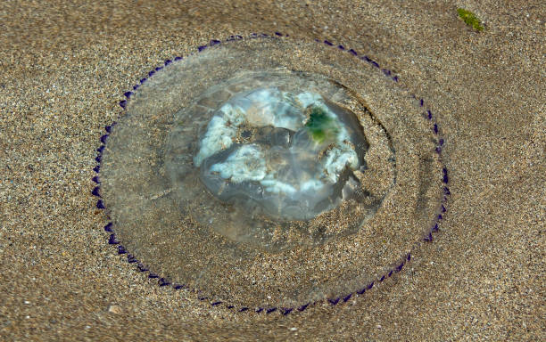istock Sea still life. Jellyfish on the sand. 1182093939