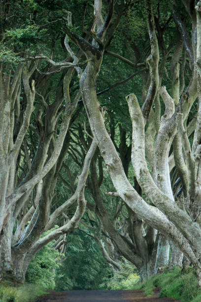 istock famous place in northern ireland 1182094055