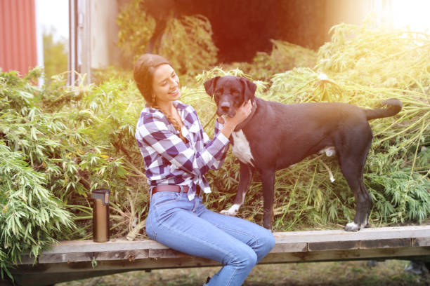 giovane donna contadina che raccoglie piante di canapa con cane da compagnia - alternative health care foto e immagini stock