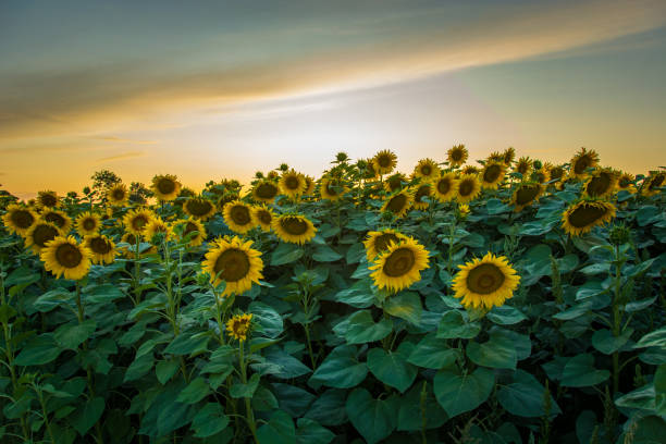 istock Cultivated sunflowers field, clouds on the sky 1182094999