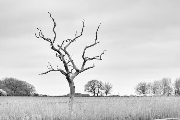 uma árvore inoperante solitária nos planos da lama de iken - tree single object remote landscape - fotografias e filmes do acervo