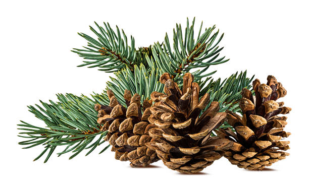 istock Fir branch with cone on white background with clipping pass 1182097611