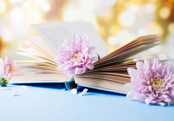 Opened old book with chrysanthemum flower on blurred bokeh background. Romantic reading concept
