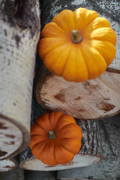 istock decorative pumpkins on the background of sawn tree trunks 1182099012