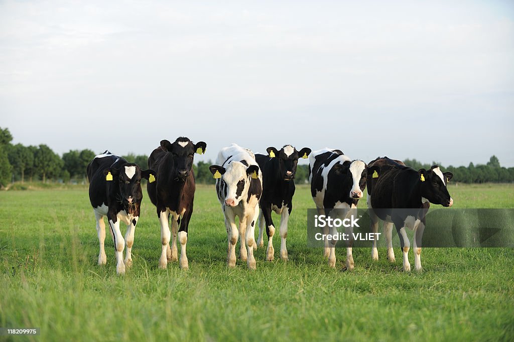 Gruppe des holstein Kühe auf einer Wiese - Lizenzfrei Agrarbetrieb Stock-Foto