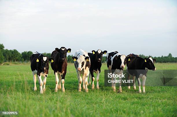 Gruppe Des Holstein Kühe Auf Einer Wiese Stockfoto und mehr Bilder von Agrarbetrieb - Agrarbetrieb, Farbbild, Feld