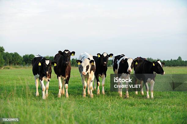 Grupo De Holstein Vaca Num Prado - Fotografias de stock e mais imagens de Agricultura - Agricultura, Animal, Ao Ar Livre